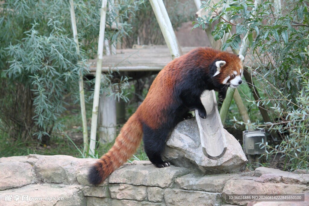 小熊猫站立于石块上