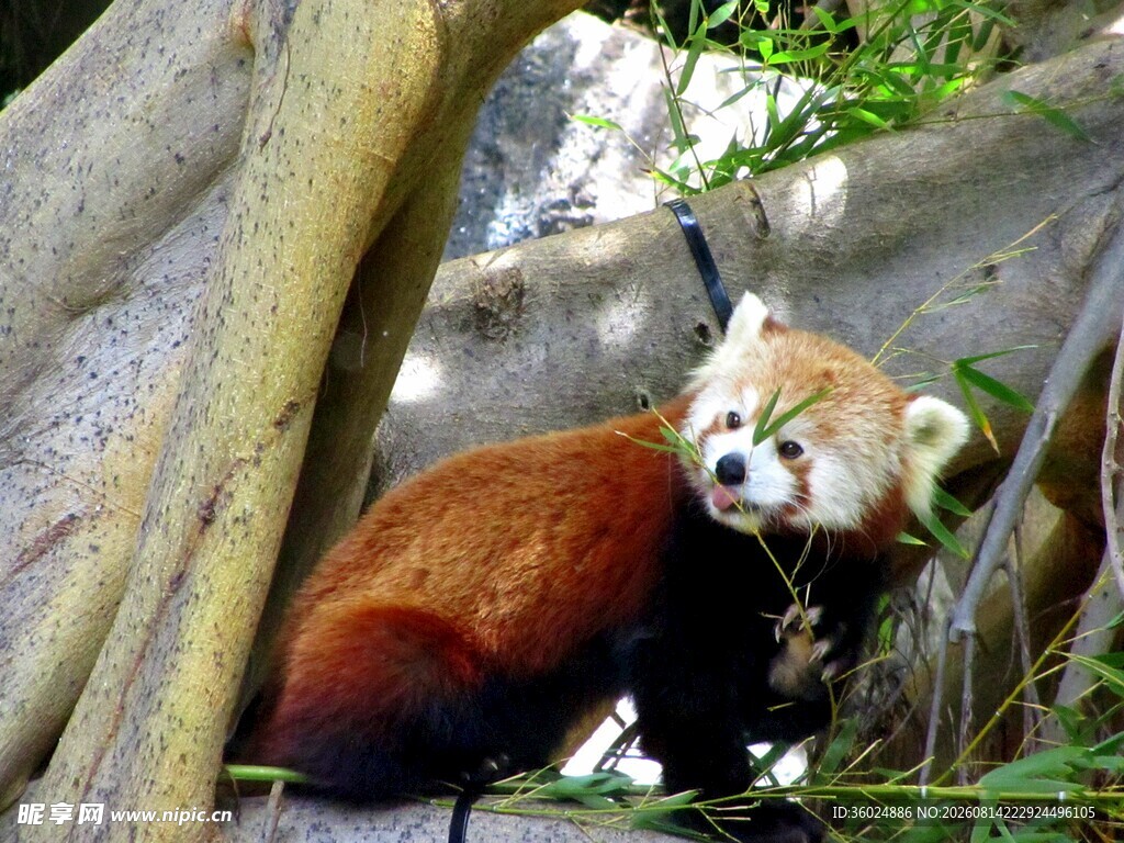小熊猫藏身树根间