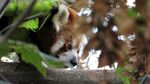 小浣熊