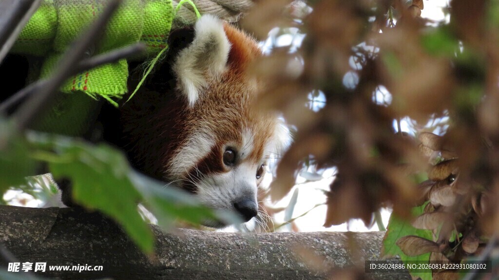 小浣熊