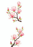 玉兰花