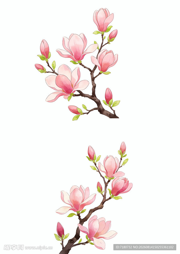 玉兰花