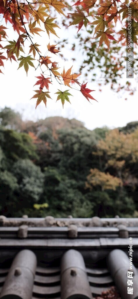 秋日屋檐外