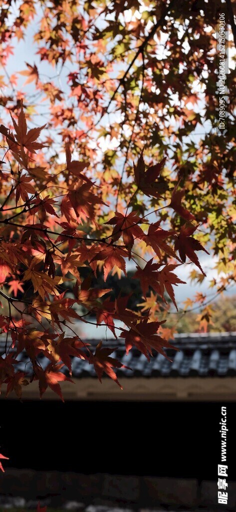 秋日红叶下的建筑一角