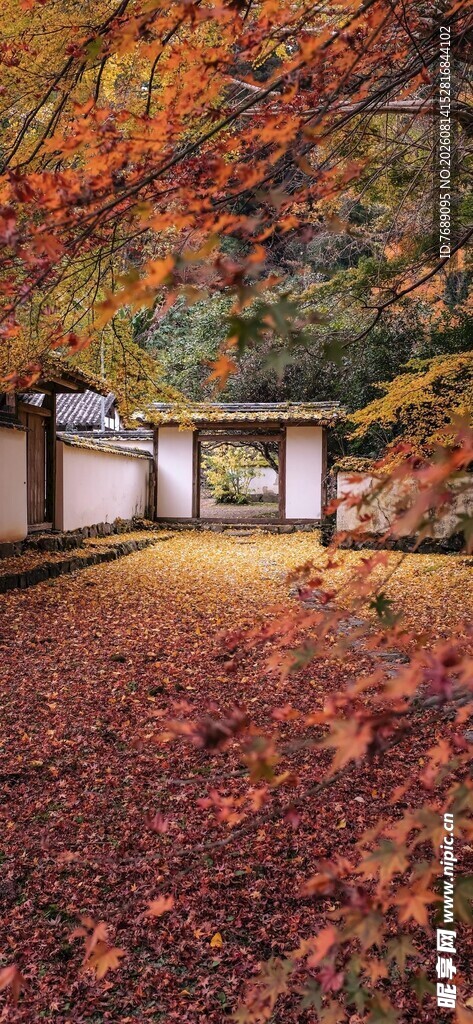 秋日庭院落叶
