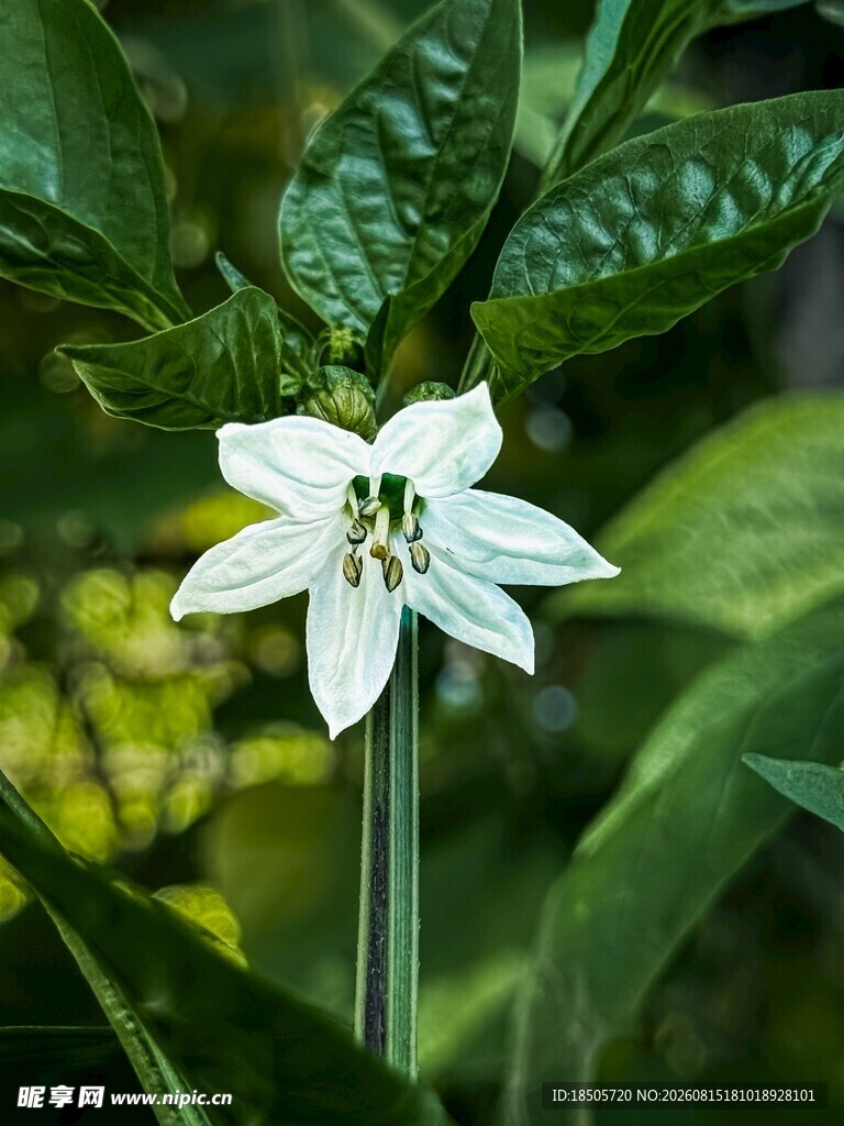 白色单朵小花绽放绿叶间