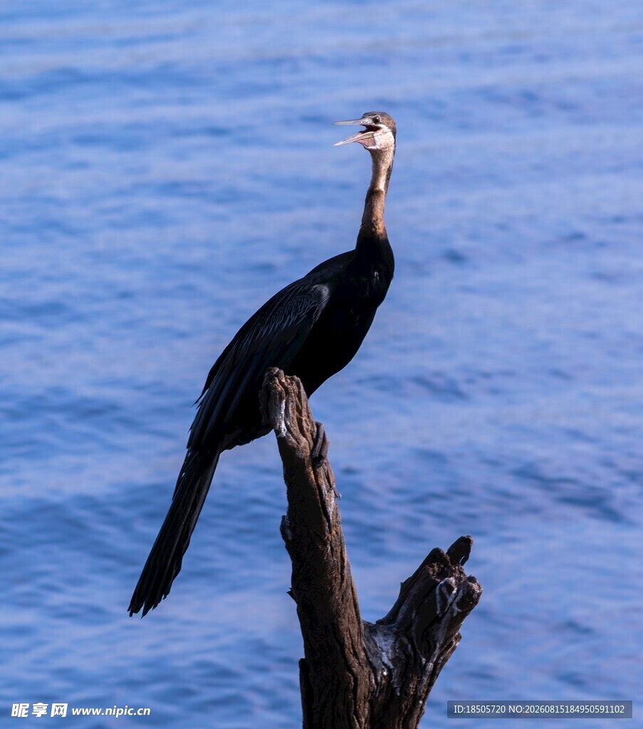 鸬鹚