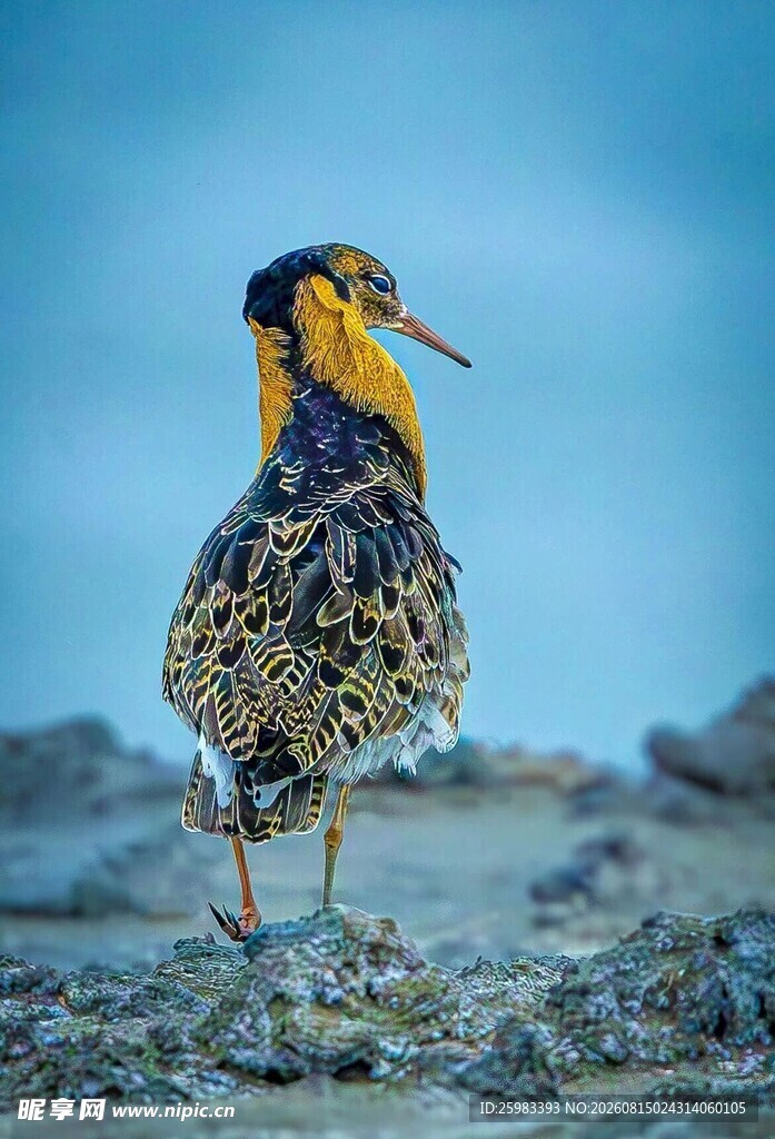 流苏鹬