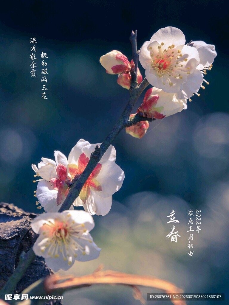 立春海报