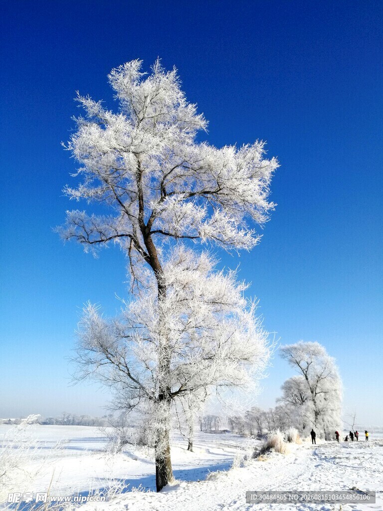 冬日雪覆树的纯净美景