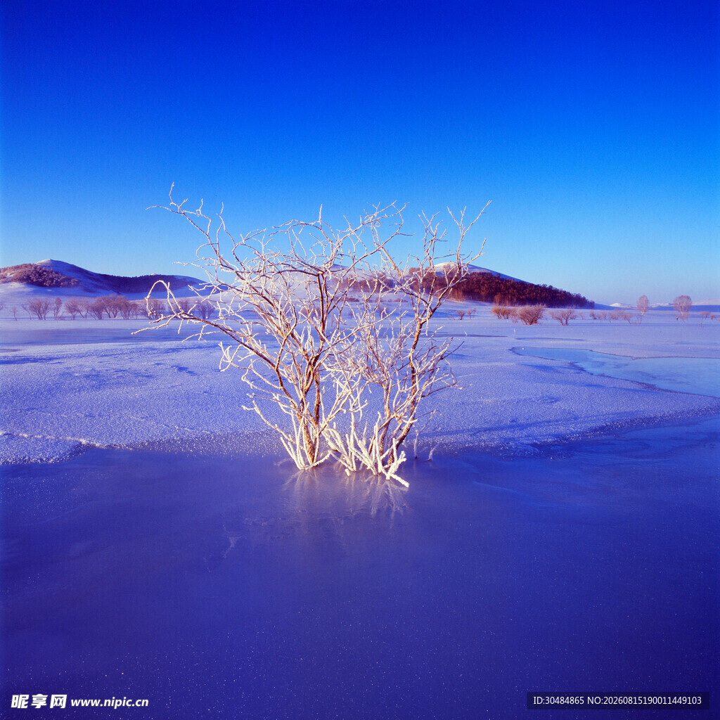 雪地中的孤独枯树