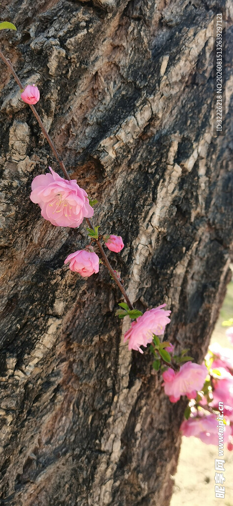 榆叶梅