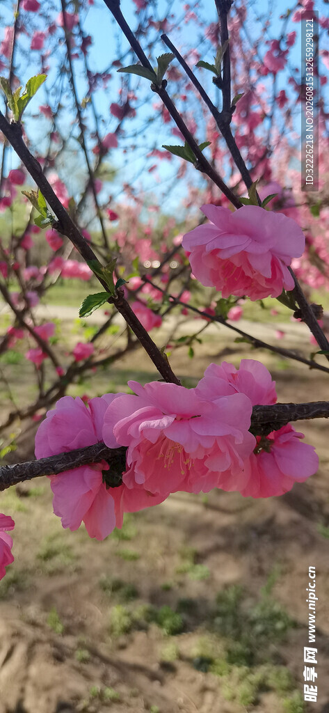 榆叶梅