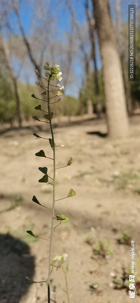 荠菜