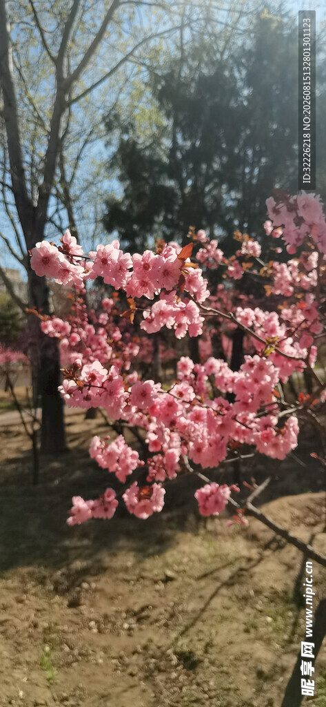美人梅