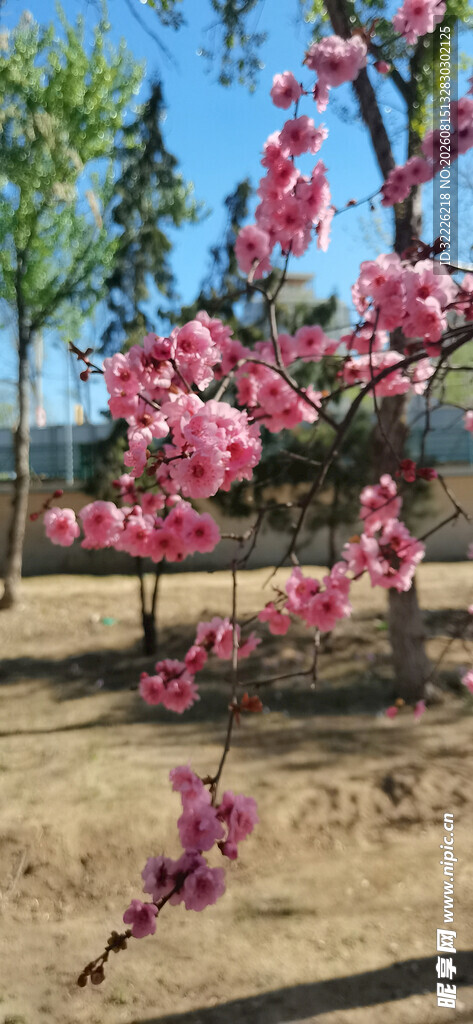 美人梅