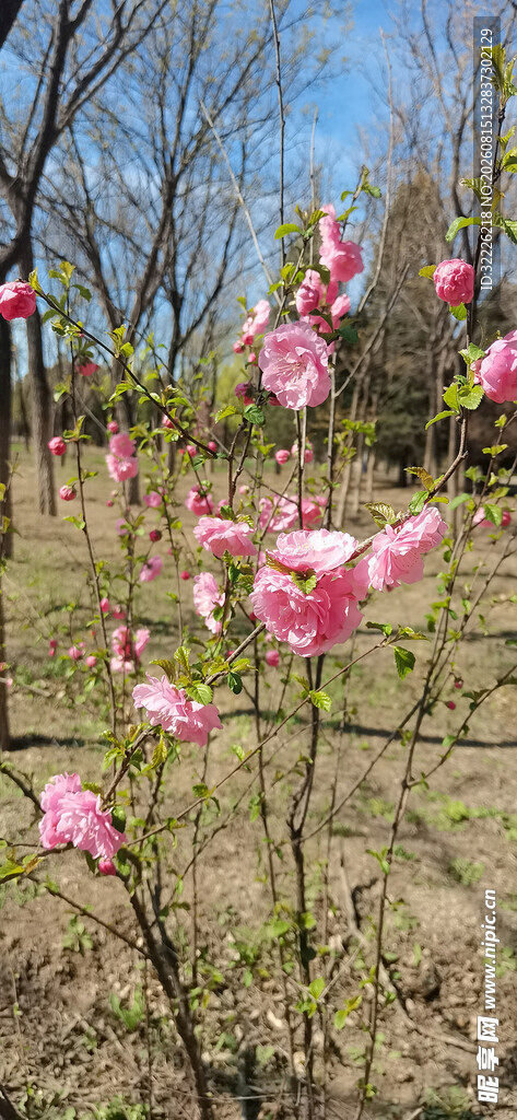 榆叶梅