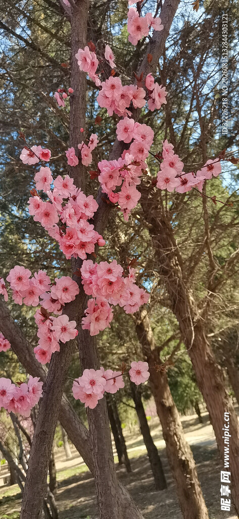 美人梅