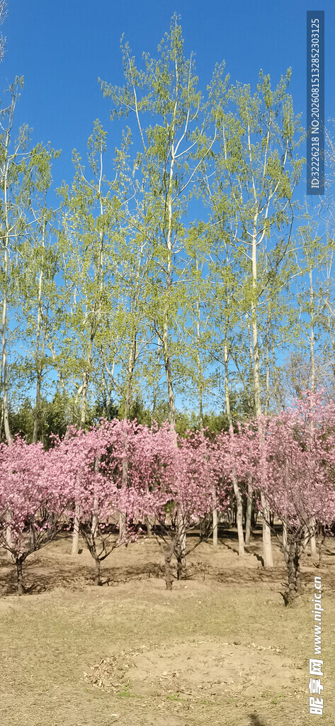 春日粉黄交织的烂漫树林