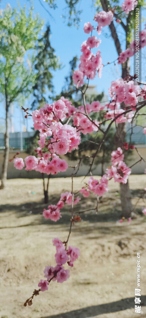 美人梅