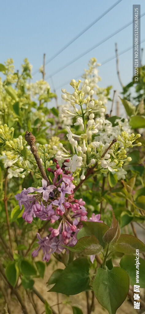 丁香花