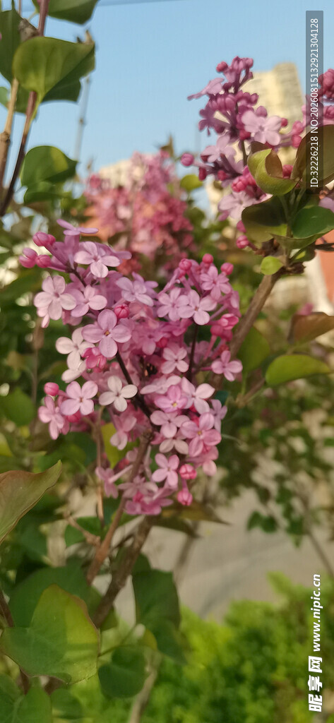 丁香花