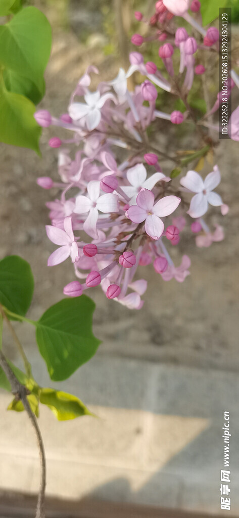丁香花