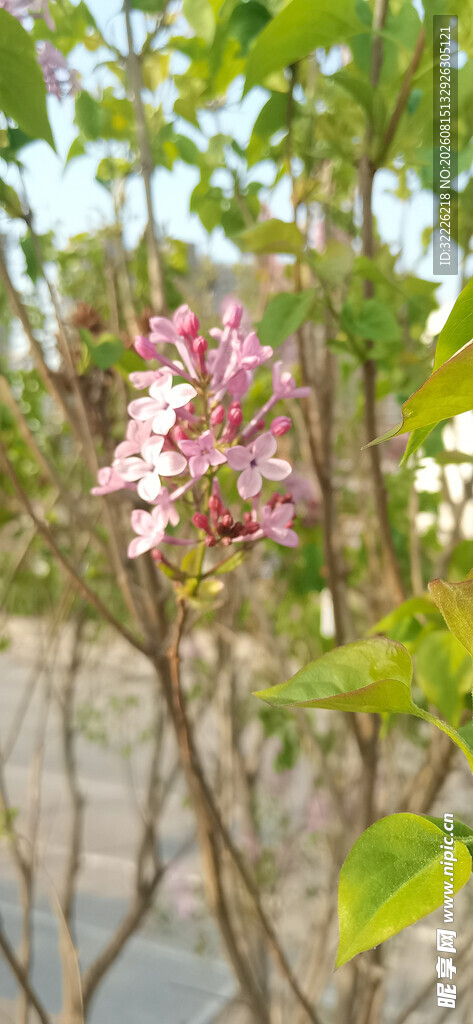 丁香花