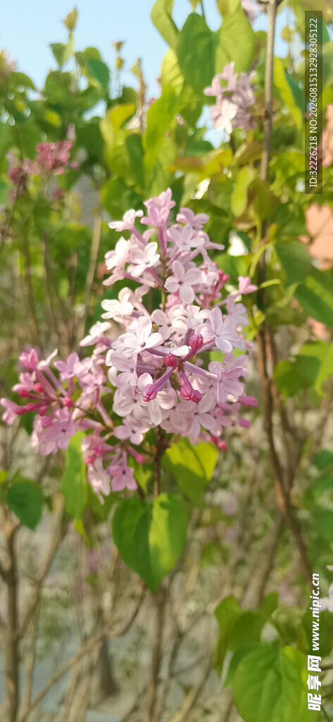 丁香花
