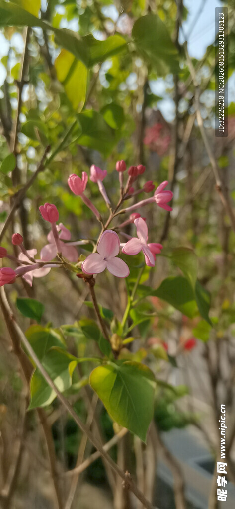 丁香花
