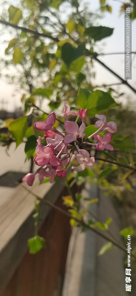 丁香花