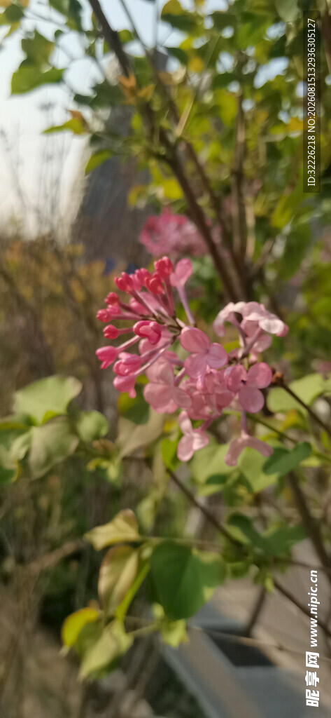 丁香花