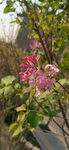 丁香花