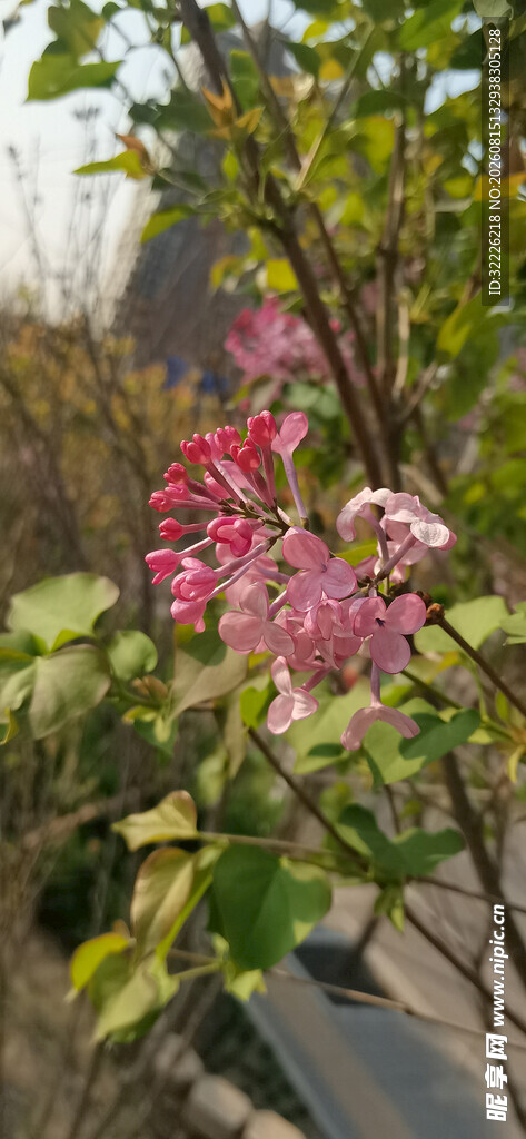 丁香花