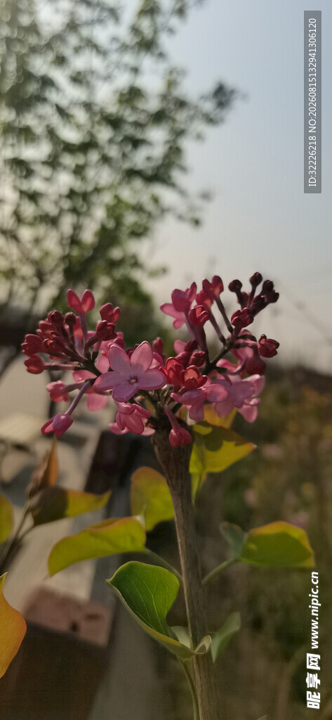 丁香花