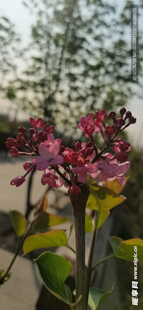 丁香花