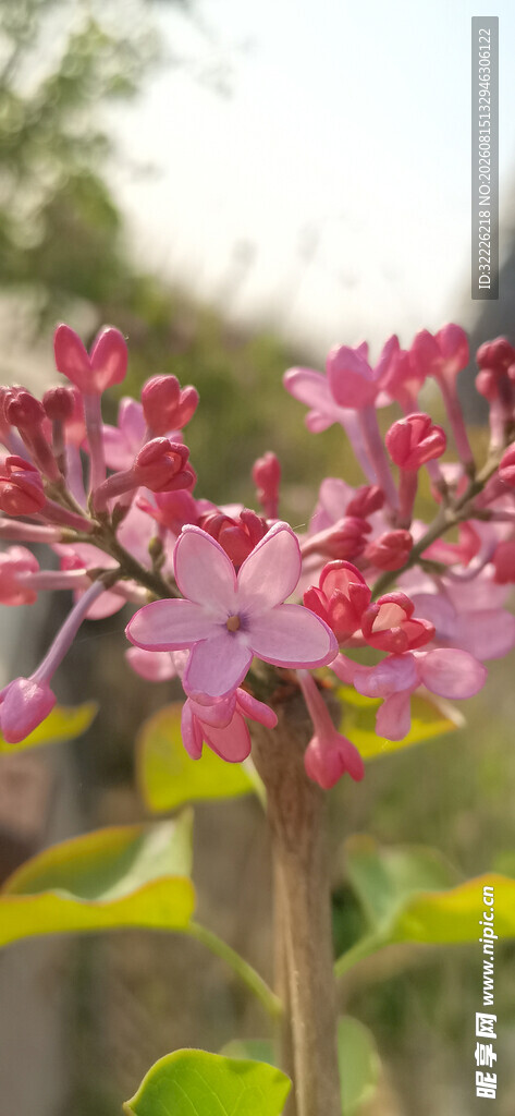 丁香花