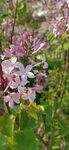 丁香花