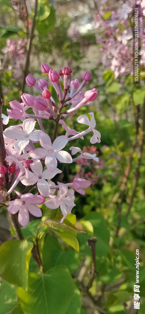 丁香花