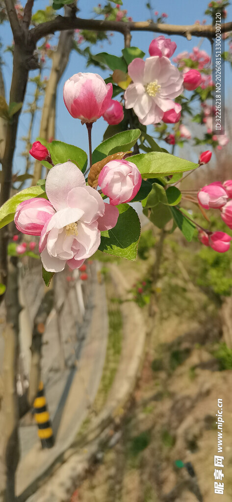 海棠花