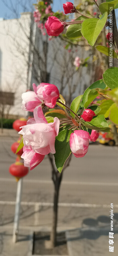 海棠花