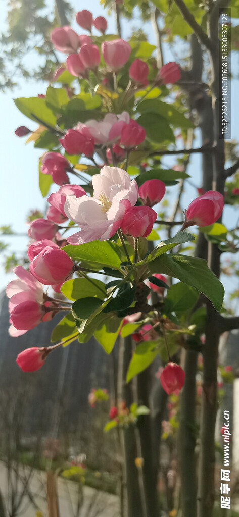 海棠花