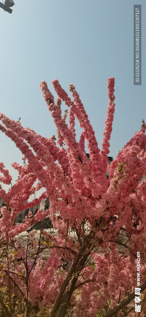 粉红花枝绽放