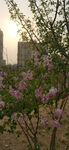 丁香花