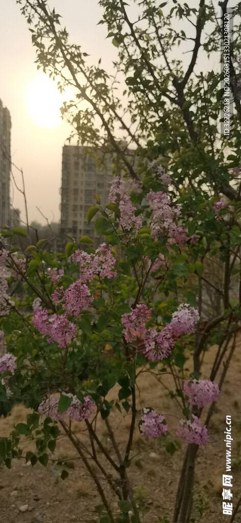 丁香花