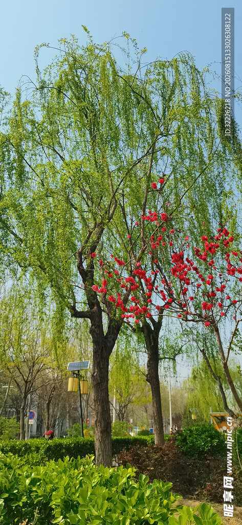 桃红柳绿