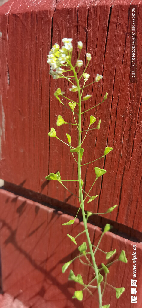 荠菜