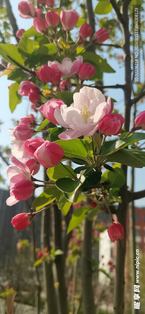 海棠花