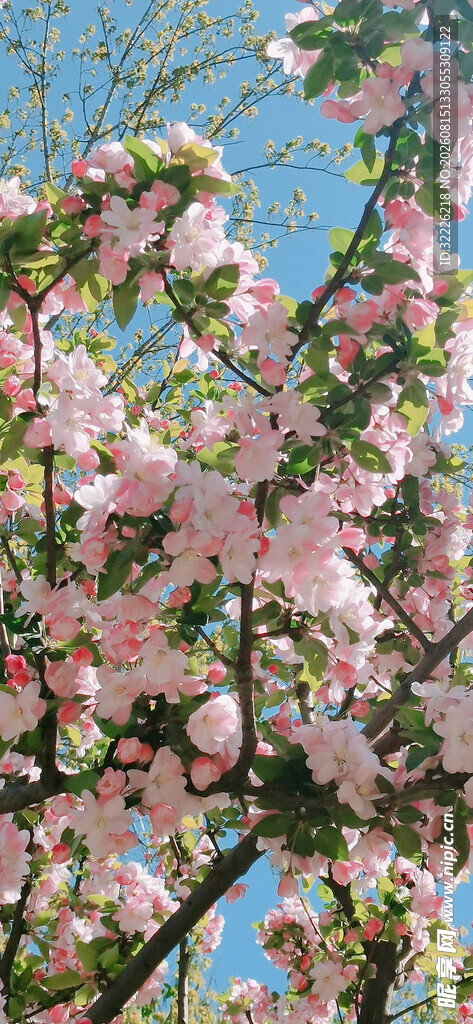 海棠花