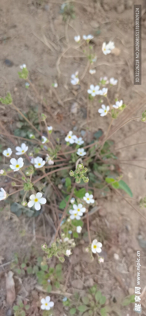 点地梅